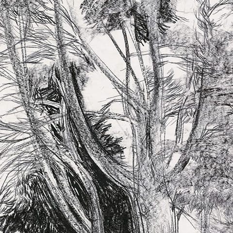 Białowieża – sosna kanadyjska II (1975)