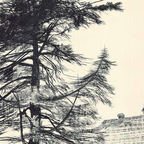 Białowieża – sosna kanadyjska (1975)