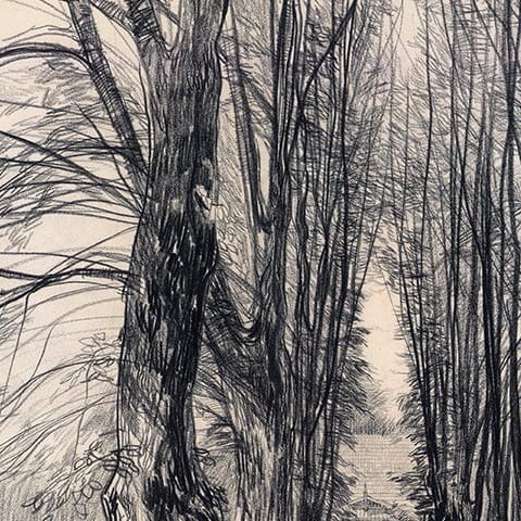 Podębie na Mazowszu, aleja lipowa II (1966)