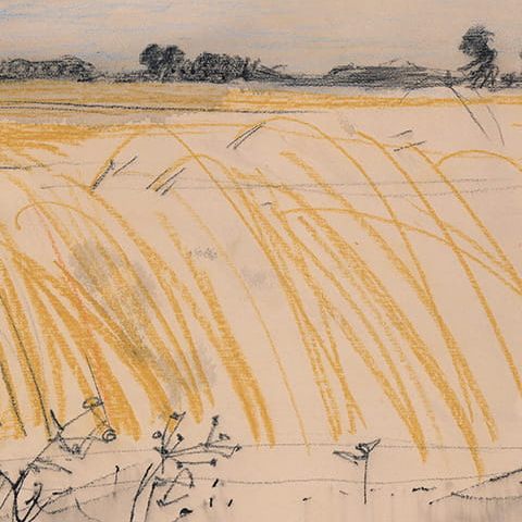 Popielżyn na Mazowszu, łany zboża (1963)