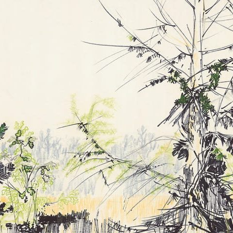 Popielżyn na Mazowszu, okolice Płońska – młodnik leśny nad Wkrą (1963)