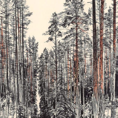 Puszcza Knyszyńska – dukt leśny w okolicy Supraśla (1982)