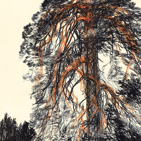 Supraśl – sosna na skraju boru w Puszczy Knyszyńskiej (1977)